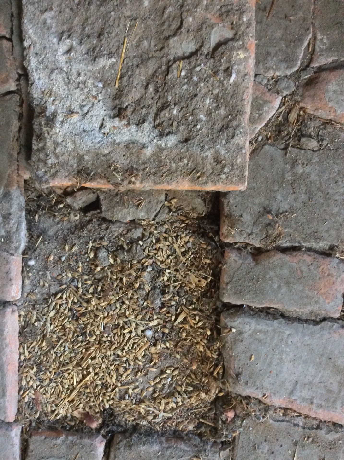 Historic brick floor with grain residue from former agricultural use